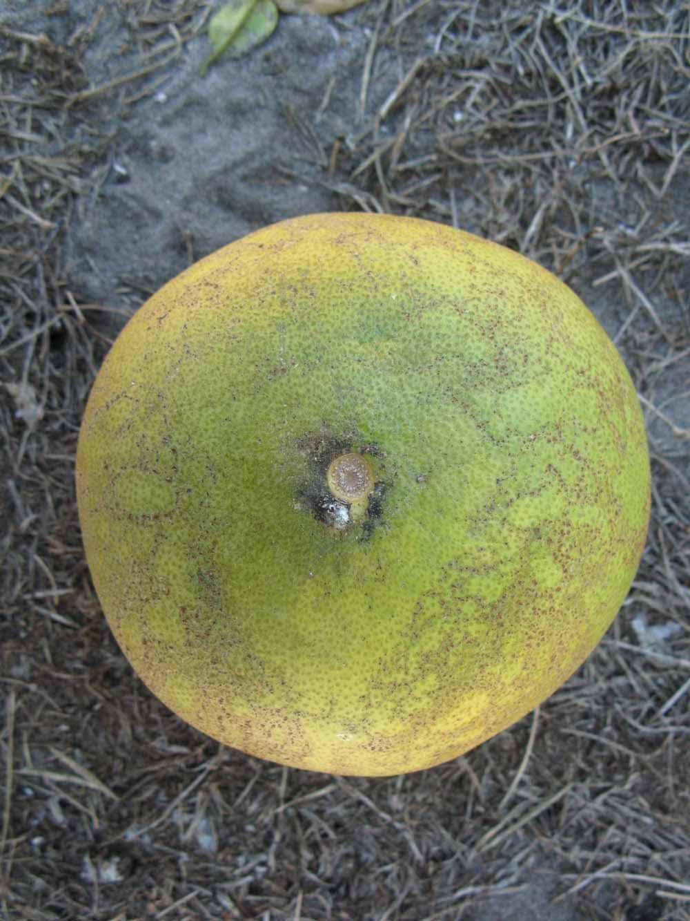              Fruit (Winter Haven, FL)       